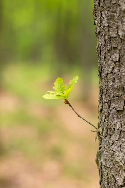 A sprout of a leaf grows from a tree trunk in the forest. In the background is a forest. Photo with nice bokeh.