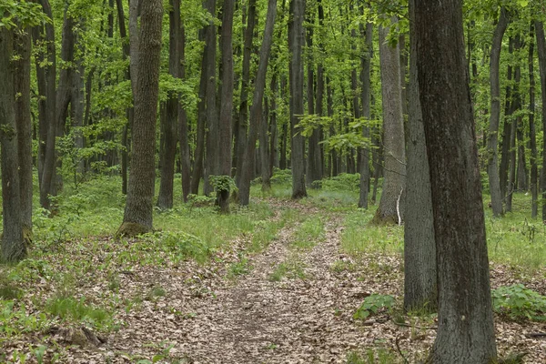 Лісова Стежка Між Зеленими Великими Деревами Фото Листяних Дерев — стокове фото