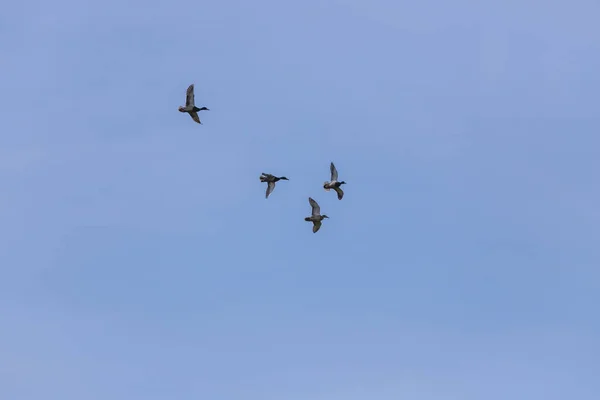 晴れた日には野生のアヒルが飛びます 背景には雲のある青い空 — ストック写真