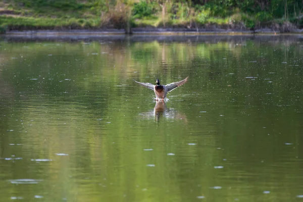Pato Selvagem Pousa Superfície Uma Lagoa — Fotografia de Stock