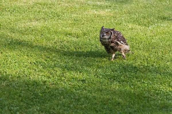 Chouette Aigle Afrique Bubo Africanus Fauconnerie Guidée Sur Champ Vert — Photo