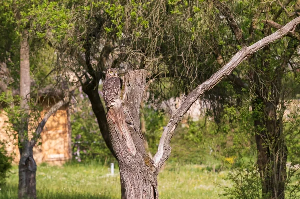 Afrika kartal baykuşu - Bubo africanus - güneşli havada yeşil bir alanda doğancılık rehberliğinde.