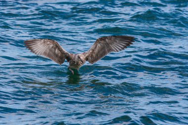 Gri ve beyaz martı Hvar adasında denize doğru uzanan kanatları var..