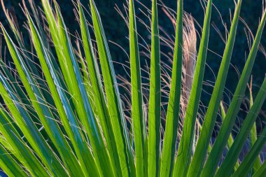 Güzel yeşil yaprakları olan ve mavi gökyüzünde parlayan bir palmiye ağacının tacı..