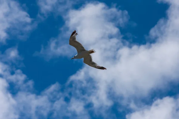 Mouette Vole Dans Ciel Bleu Avec Des Nuages Blancs — Photo