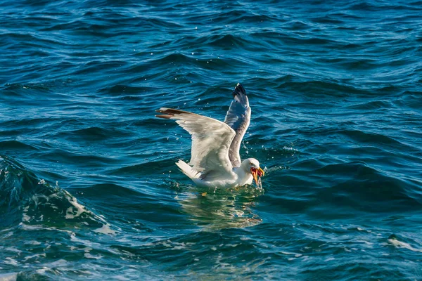 Gaivota Mar Enquanto Pescava Belo Bokeh — Fotografia de Stock