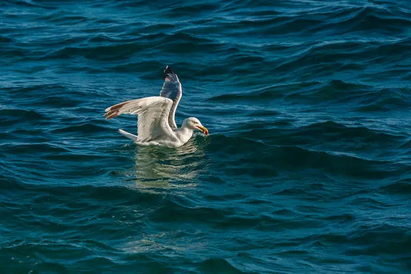 Seagull Sea While Fishing Nice Bokeh — Stock Photo, Image