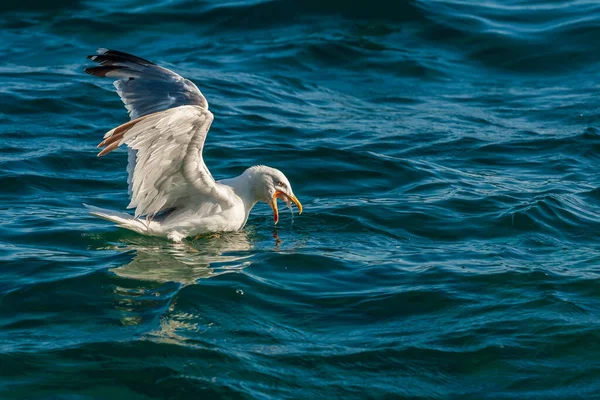 Gaivota Mar Enquanto Pescava Belo Bokeh — Fotografia de Stock