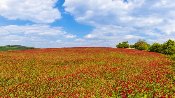 Поле Красным Клевером Горизонте Красивое Голубое Небо Белыми Облаками — стоковое фото