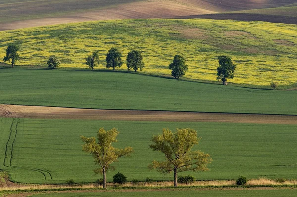 Kasztanowa Alejka Osiem Pięknych Kasztanów Przed Którymi Jest Zielone Pole — Zdjęcie stockowe