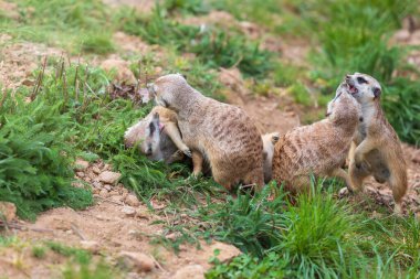 Meerkat - Suricata suricatta kendi doğal ortamında bir grupta oynuyor.