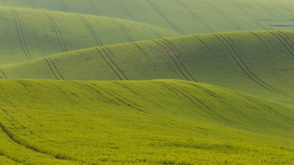 Piękne Zielone Pole Które Faluje Słońce Świeci Nich Krajobraz Fal — Zdjęcie stockowe