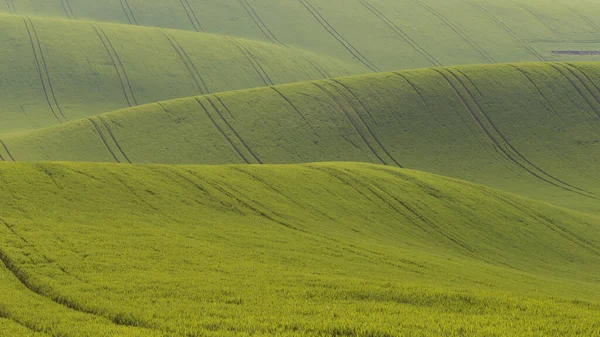 Dalgalanan güzel yeşil tarlalar ve üzerlerinde güneş parlıyor. Çek Cumhuriyeti 'nde Moravya Tuscany adlı bir dalga manzarası
