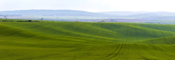 Panorama Pięknego Zielonego Pola Które Faluje Świeci Nich Słońce Krajobraz — Zdjęcie stockowe