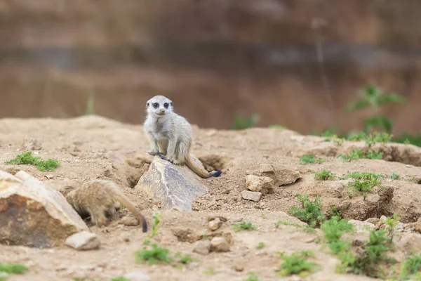 Meerkat Suricata Suricatta Grupo Seu Habitat Natural Joga Grupo — Fotografia de Stock