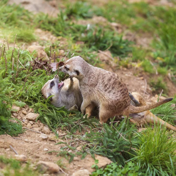 Meerkat Suricata Suricatta Grupo Seu Habitat Natural Joga Grupo — Fotografia de Stock