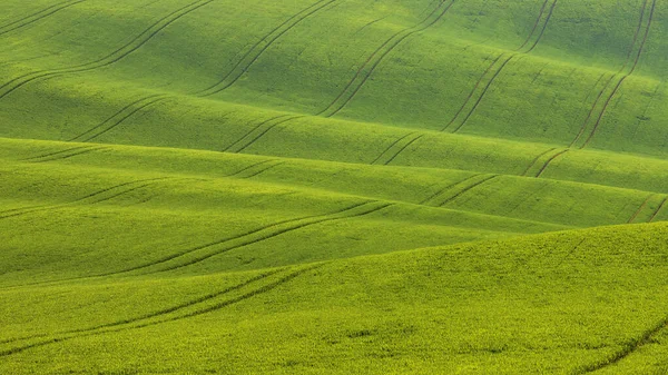 Piękne Zielone Pole Które Faluje Słońce Świeci Nich Krajobraz Fal — Zdjęcie stockowe