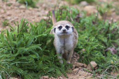 Meerkat - Suricata suricatta kendi doğal ortamında bir grupta oynuyor.