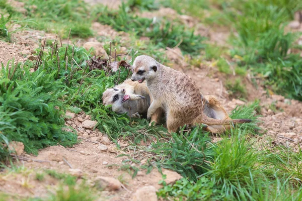 Meerkat Suricata Suricatta Grupp Sin Naturliga Livsmiljö Spelar Grupp — Stockfoto