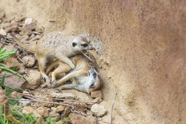 Meerkat Suricata Suricatta Gruppo Nel Suo Habitat Naturale Gioca Gruppo — Foto Stock