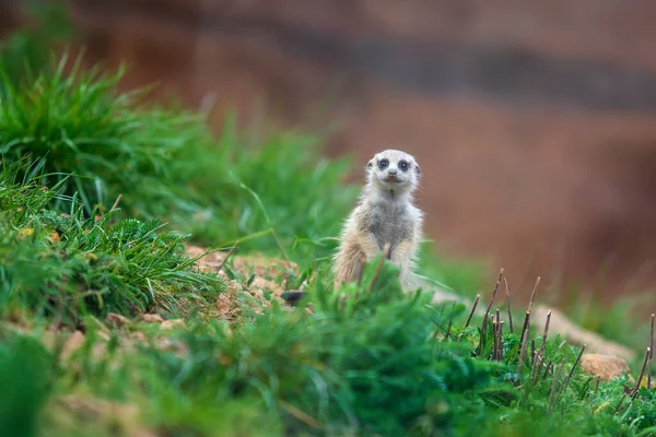 Meerkat Suricata Suricatta Grupo Hábitat Natural Juega Grupo Foto Salvaje —  Fotos de Stock