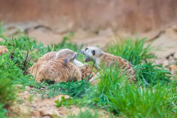 Meerkat Suricata Suricatta Gruppo Nel Suo Habitat Naturale Gioca Gruppo — Foto Stock