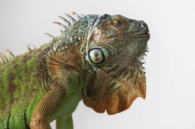 Yeşil iguana - iguana iguanası- kafa ve gözün çok güzel bir portresi. Fotoğrafın beyaz bir arka planı var..