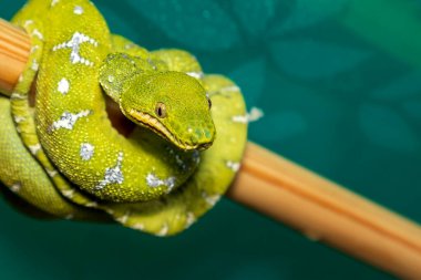 Corallus caninus - Yeşil Yılan - Çubuğa sarılmış ağaç yeşili yılan. Kafası ve gözleri görünür..