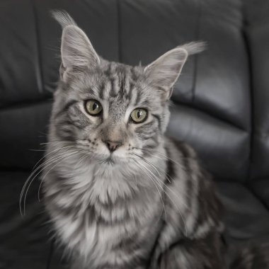 Maine Rakun Kedisi - Felis Catus - arka planda genç bir kedinin portresi.