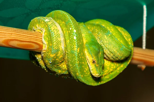 Corallus Caninus Зеленая Змея Дерево Зеленая Змея Катушка Палке Видны — стоковое фото