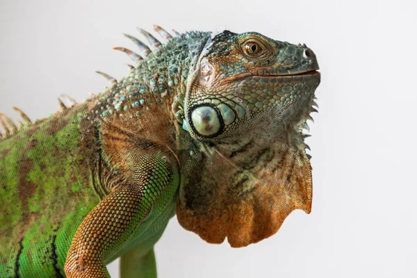 Iguana Verde Iguana Iguana Portret Frumos Aproape Cap Ochi Fotografia — Fotografie, imagine de stoc