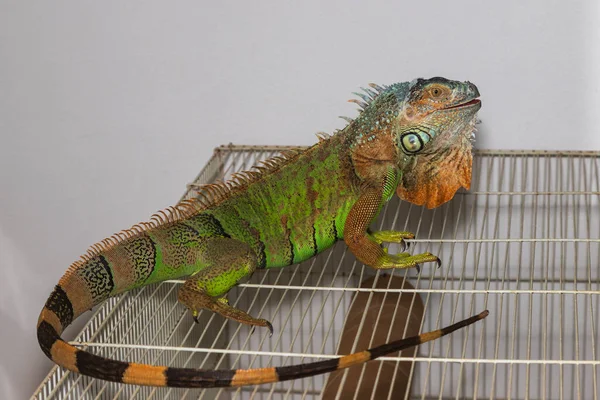Yeşil iguana - iguana iguanası- evcil bir kafeste. Fotoğrafın beyaz bir arka planı var..