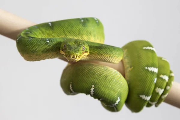 コラルス カニヌス 緑のヘビ 美しい緑のヘビ 体を丸めてプロファイルで頭 白い背景の写真 — ストック写真