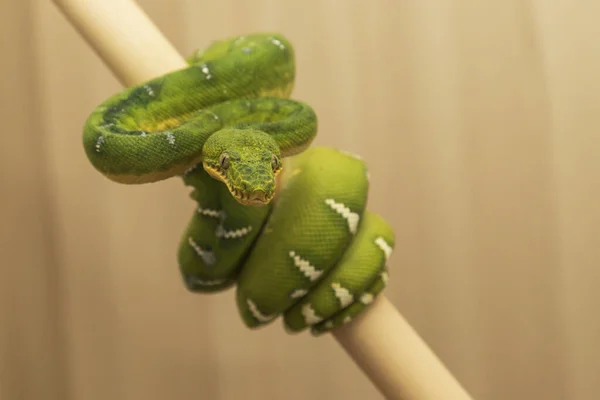 Corallus Caninus Зеленая Змея Дерево Зеленая Змея Катушка Палке Видны — стоковое фото