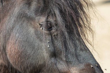 Shetland midillisi bir at kafası portresi üzerinde uçan bir göz detaylarıyla.