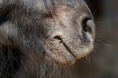 Shetland midillisi at kafası portresi burun delikleriyle detaylandırılmış..