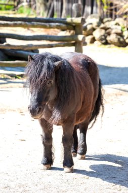 Shetland Midillisi - Ağılda küçük bir at duruyor ve güneş onun üzerinde parlıyor.