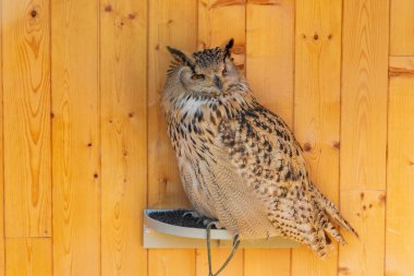 Büyük Benekli Baykuş - Avrasya Kartalı Ow