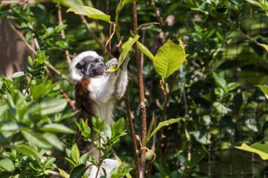 Saguinus Oedipus - Tamarin Pinscher - küçük şirin bir maymun yeşil bir ağaçta.