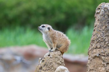 Meerkat - Suricata suricatta kendi doğal ortamında bir grupta çalıyor. Güzel bokeh 'li vahşi fotoğraf..