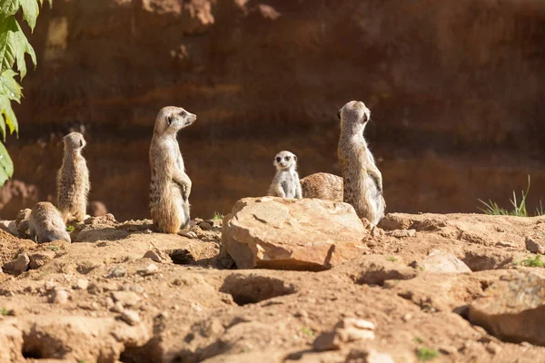 Meerkat Suricata Suricatta Grupo Seu Habitat Natural Joga Grupo Foto — Fotografia de Stock