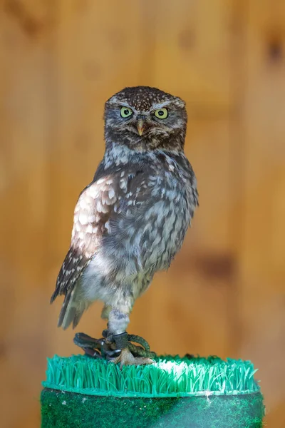 Little Owl Athene Noctua Portrait Little Owl Owl Tied Leg — Stock Photo, Image