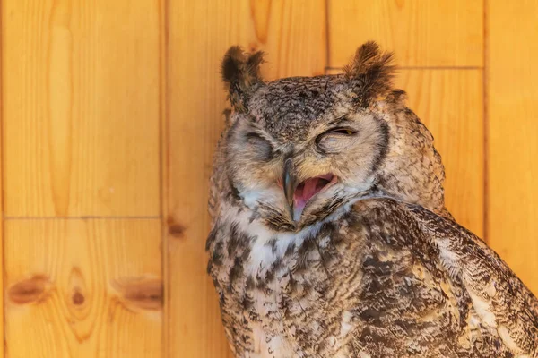 Schleiereule Bubo Virginianus Porträt Einer Großen Eule Käfig Sie Ist — Stockfoto