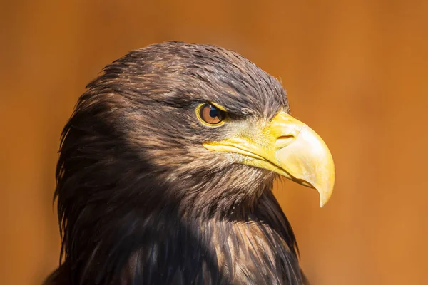 Sea Eagle Haliaeetus Albicilla Portrét Dravého Ptáka Orel Vycvičen Sokolníkem — Stock fotografie