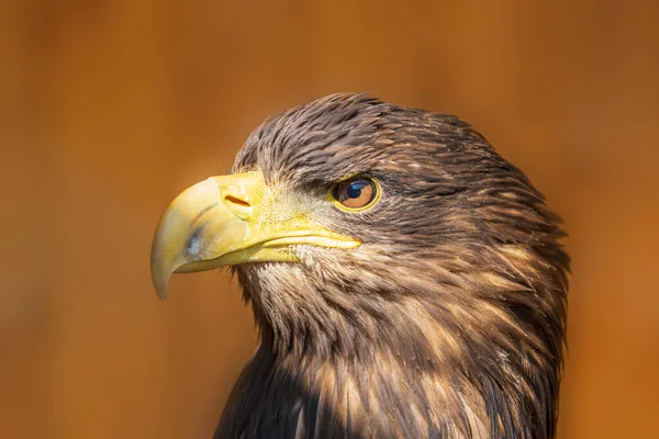 Sea Eagle Haliaeetus Albicilla Portrét Dravého Ptáka Orel Vycvičen Sokolníkem — Stock fotografie
