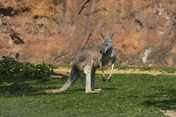 Kanguru Kahverengi Bir Duvarın Önündeki Yeşil Çimlerin Üzerinde Makropodidae Kangurunun — Stok fotoğraf