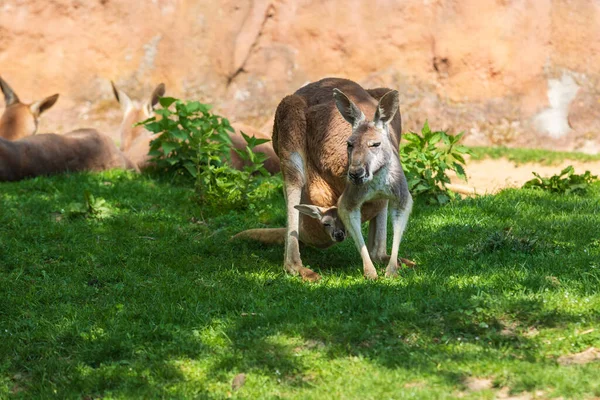 Kanguru Kahverengi Bir Duvarın Önündeki Yeşil Çimlerin Üzerinde Makropodidae Kangurunun — Stok fotoğraf