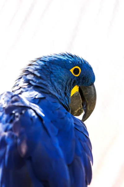 Hyacinth Macaw Anodorhynchus Hyacinthinus Чудовий Блакитний Папуга Великим Вигнутим Дзьобом — стокове фото
