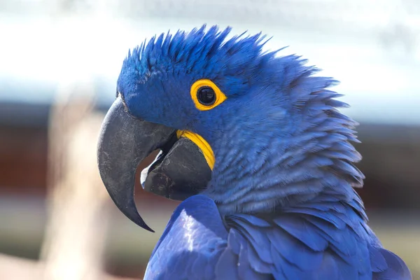 Hyazinthara Anodorhynchus Hyacinthinus Schöner Großer Blauer Papagei Mit Großem Gebogenem — Stockfoto