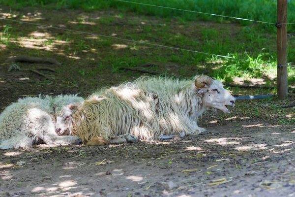 Owce Wołoskie Rasa Białych Owiec Futerkowych Wołoszczyzny Czechach Europie Owce — Zdjęcie stockowe